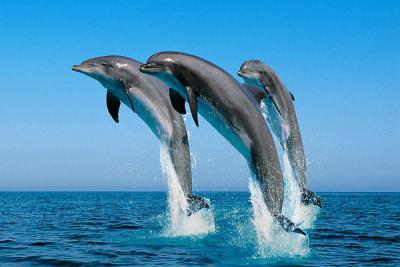 В Севастополь привезут дельфинов